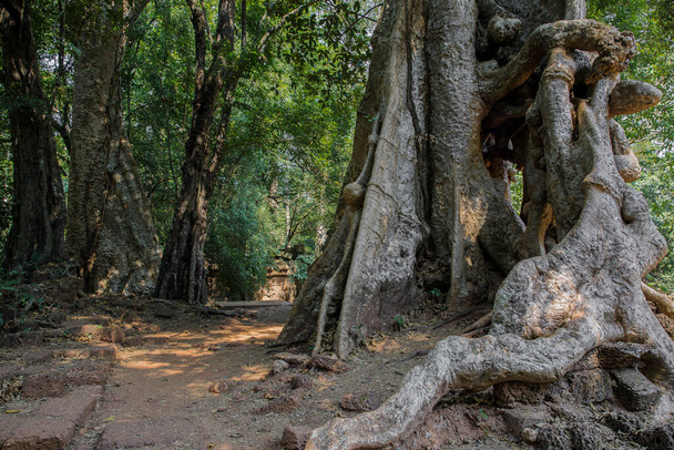 Banyan Tree and Roots, Baphuon Temple, Angkor Thom, Siem Reap, Camboja
. - Foto, Imagem