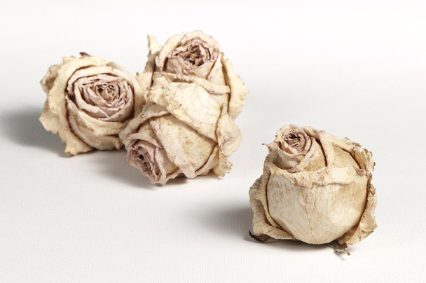 Dried roses - Φωτογραφία, εικόνα