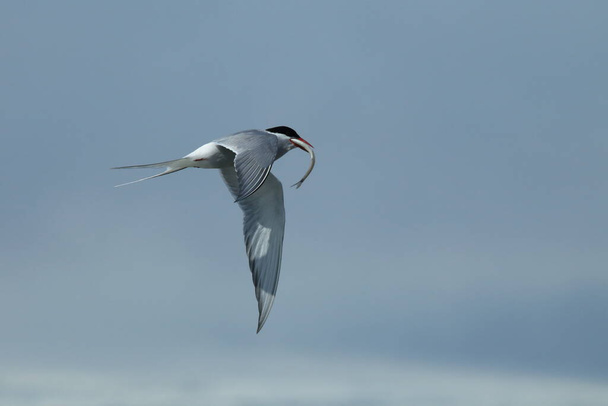 arctic tern, sterna paradisaea  - Foto, afbeelding