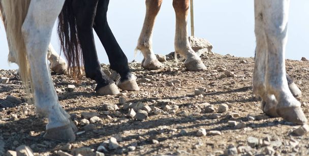 Lähikuva laukaus hevosen jalat - Valokuva, kuva