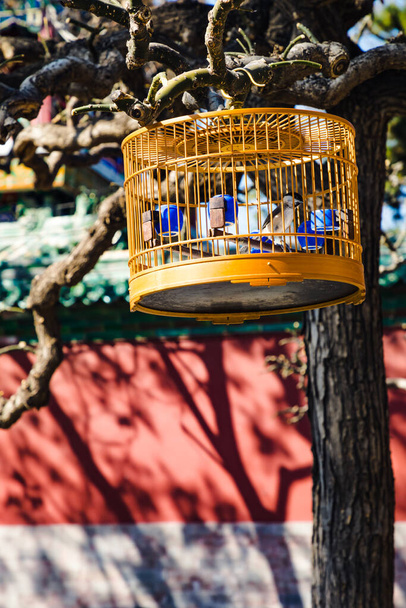 Pekin 'in eski bahçesindeki dallardan sarkan kuş kafesi. Eski Pekin' deki kuş kafesleri Yasak Şehir 'in kırmızı duvarının önünde asılı duruyor. - Fotoğraf, Görsel