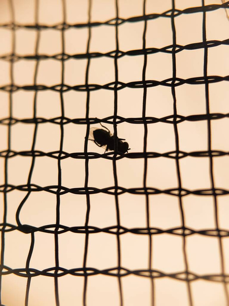 Silueta de moscas en red
 - Foto, imagen