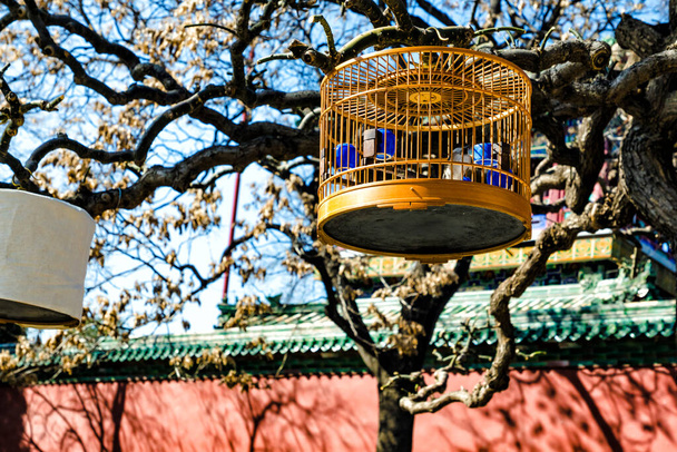 Birdcage κρέμεται από κλαδιά στην παλιά αυλή του Πεκίνου. κλουβιά πουλιών στο παλιό Πεκίνο κρέμονται μπροστά από το κόκκινο τοίχο της Απαγορευμένης Πόλης - Φωτογραφία, εικόνα