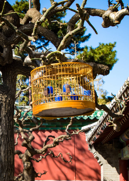 Jaula de pájaros colgando de las ramas en el viejo patio de Pekín. Jaulas de pájaros en el viejo Pekín cuelgan en frente de la pared roja de la Ciudad Prohibida
 - Foto, imagen