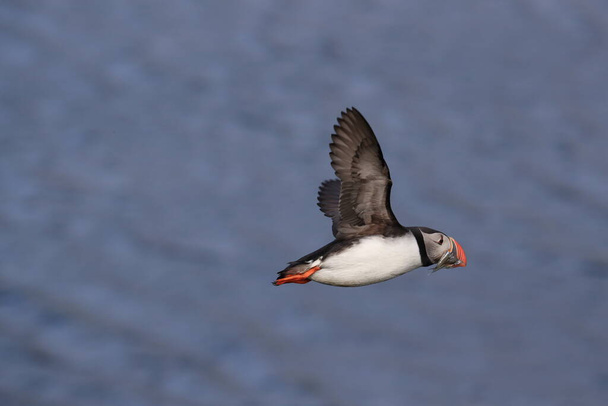 puffin flying (fratercula arctica)in the natural habitat Iceland - Zdjęcie, obraz