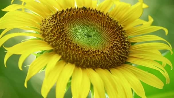 Zonnebloem close-up waait in de wind met insecten verzamelen stuifmeel, glinsterende zonovergoten achtergrond en levendige groene tropische gebladerte outdoor landbouw scene. - Video