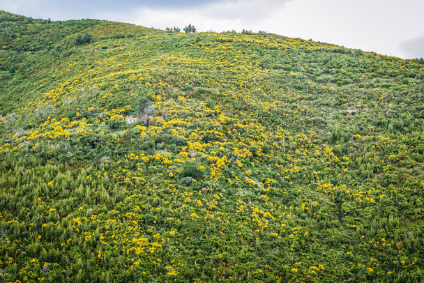 Verde hil sopra Budva città in Montenegro
 - Foto, immagini