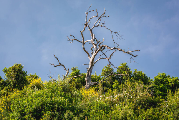 Ξηραμένο δέντρο σε καταπράσινο λόφο στη Μπούντβα του Μαυροβουνίου - Φωτογραφία, εικόνα