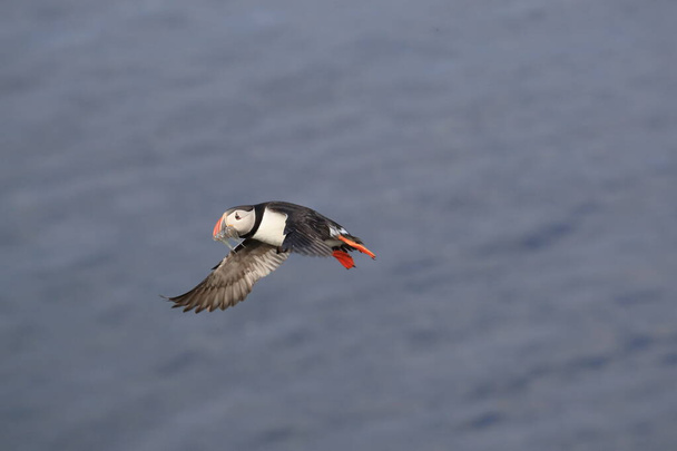 puffin flying (fratercula arctica)in the natural habitat Iceland - Фото, изображение