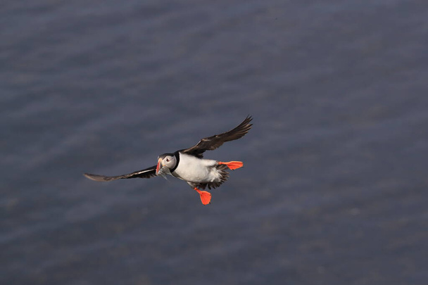 puffin flying (fratercula arctica)in the natural habitat Iceland - Foto, imagen
