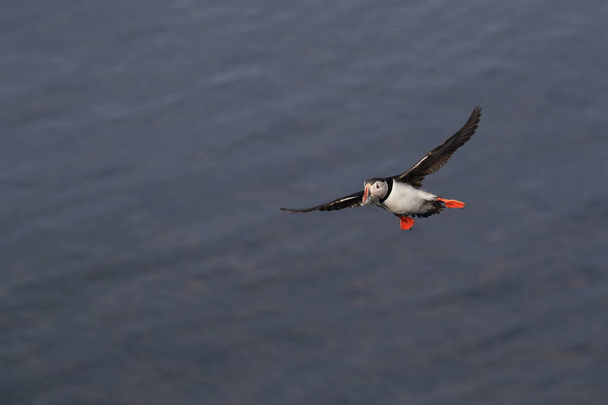 puffin flying (fratercula arctica)in the natural habitat Iceland - Foto, Bild