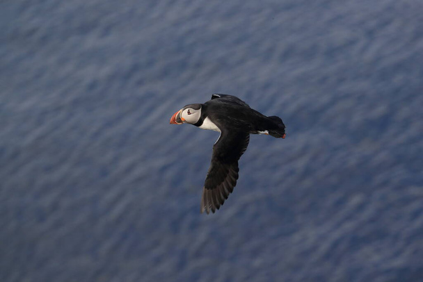puffin flying (fratercula arctica)in the natural habitat Iceland - Photo, image