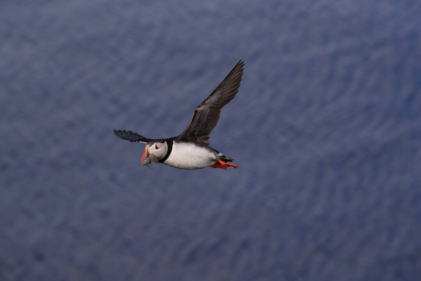 puffin flying (fratercula arctica)in the natural habitat Iceland - Foto, afbeelding