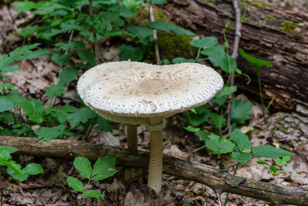 Macrolepiota procera ou champignon moucheté poussant dans une forêt de chênes - Photo, image