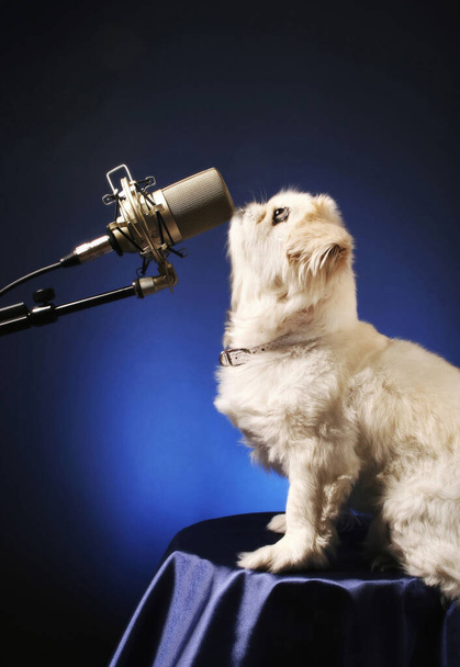 Dog standing in front of a microphone - Photo, Image