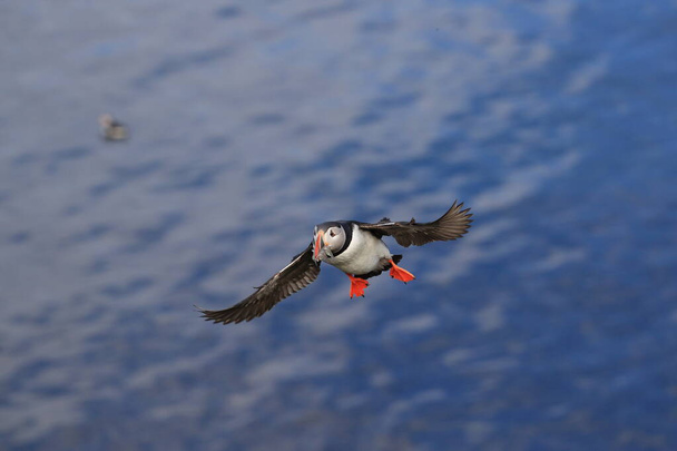 puffin flying (fratercula arctica)in the natural habitat Iceland - Photo, Image