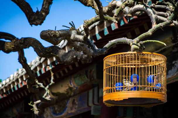klatka dla ptaków wisząca na gałęziach starego pekińskiego dziedzińca - Zdjęcie, obraz
