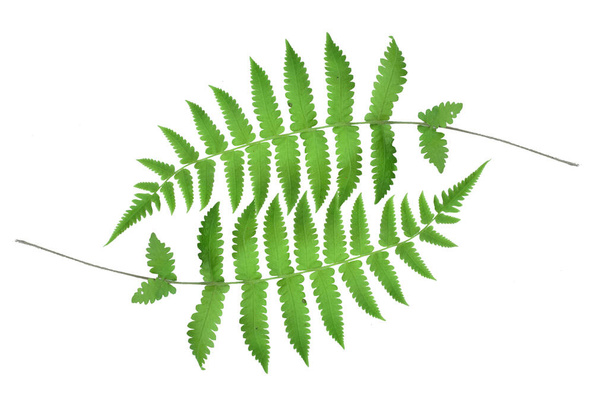 disposition créative faite de feuilles de fougère, isolé sur fond blanc, Image HD et grande résolution - Photo, image
