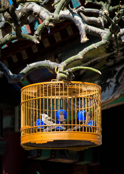 klatka dla ptaków wisząca na gałęziach starego pekińskiego dziedzińca - Zdjęcie, obraz