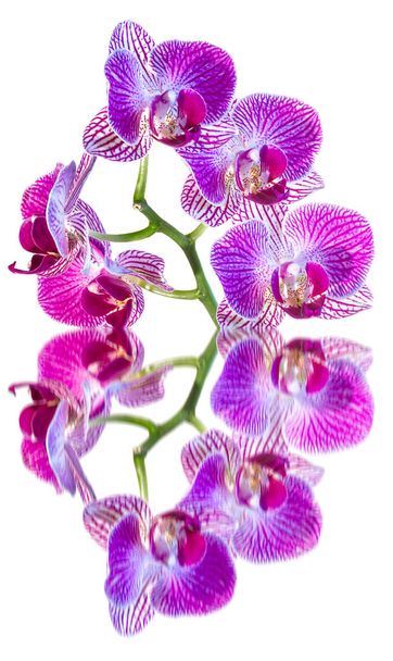 Pink-purple orchids reflecting on white background - Photo, Image