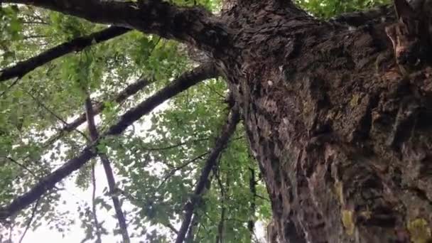 4K. Een neerwaartse beweging langs de stam van een weelderige groene mooie boom. Een lager uitzicht van de bomen in het loofbos. - Video