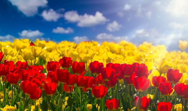 Żółte i czerwone wiosenne tulipany skąpane w słońcu - Zdjęcie, obraz