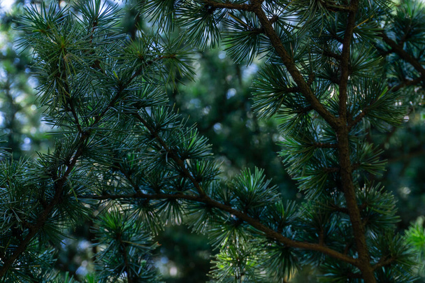 Κωνοφόρα δέντρα στο δάσος σε μια ηλιόλουστη ημέρα πράσινο φόντο - Φωτογραφία, εικόνα