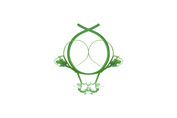 Floral Desaign. Vigneti giungla torto liana pianta con foglie verdi a forma di cuore isolato su sfondo bianco, Immagine HD e Grande Risoluzione - Foto, immagini