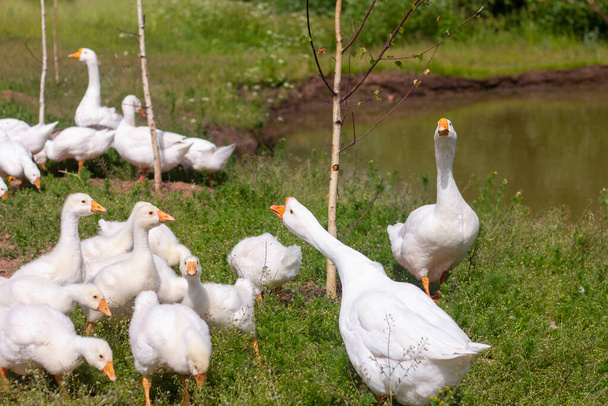 Des oies blanches paissent sur la pelouse près de l'étang.Oies et oisons. - Photo, image