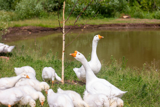 Des oies blanches paissent sur la pelouse près de l'étang.Oies et oisons. - Photo, image
