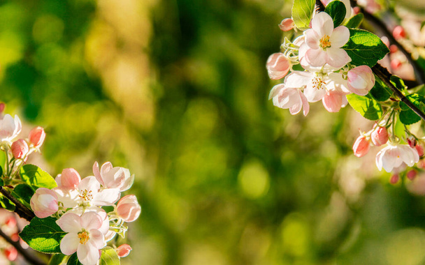 гілка квітучої яблуні на розмитому тлі. пелюстки квітів яблуні на гілках дерев. Зелений фон
 - Фото, зображення