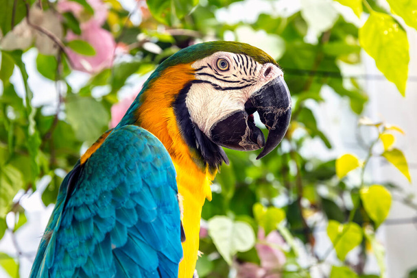 Nahaufnahme eines Papageis - Foto, Bild