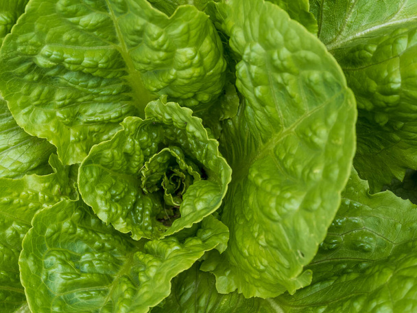 Ромейский салат вблизи в макросъемке, растущий в саду. Зеленые овощи, выращенные в домашних условиях и готовые к салату
! - Фото, изображение