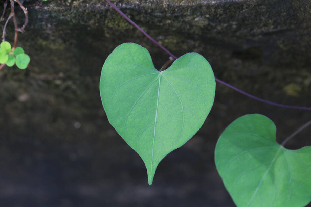 Foglie a forma di cuore sull'albero in giardino, concetto di amore natura. - Foto, immagini