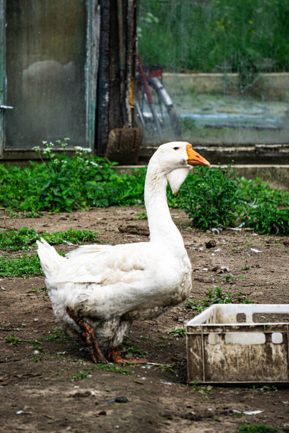 Kholmogory geese - a source of quality meat, fluff, fat and feathers - Photo, Image