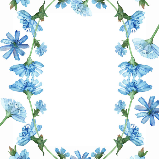 Watercolor hand painted nature floral border frame with blue chicory blossom flowers and buds on branch composition on the white background for invite and greeting cards with the space for text - Fotografie, Obrázek