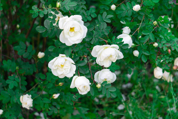 Zelený keř z divoké růže boky s bílými květy za jasného slunečného dne. - Fotografie, Obrázek