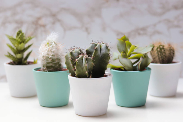 cactus diversi in vasi da fiori su un tavolo bianco - Foto, immagini