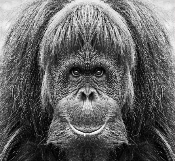 A beautiful black and white portrait of a monkey at close range that looks at the camera. - Photo, Image