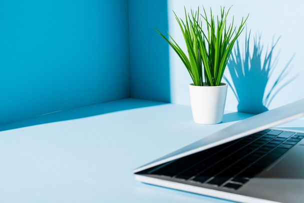 portátil moderno en el lugar de trabajo azul con planta verde
  - Foto, Imagen