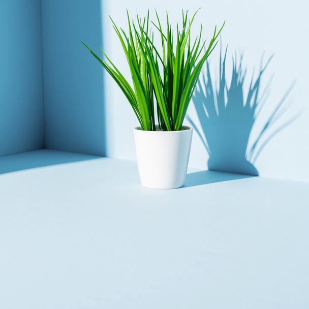 planta verde em vaso branco no fundo azul
 - Foto, Imagem