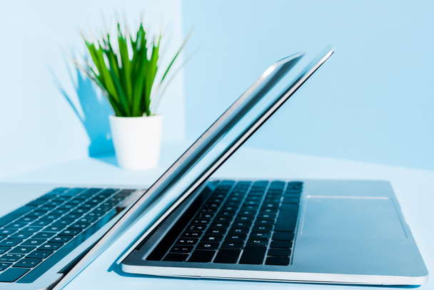 selectieve focus van moderne laptops op blauwe werkplek met groene plant  - Foto, afbeelding