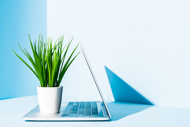 moderní notebook na modrém pracovišti se zelenou rostlinou  - Fotografie, Obrázek