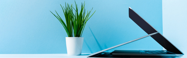 modern laptops on blue workplace with green plant, panoramic shot - Photo, Image