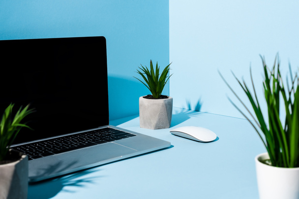 selektywne skupienie nowoczesnego laptopa z myszką komputerową w pobliżu zielonych roślin na niebieskim tle - Zdjęcie, obraz