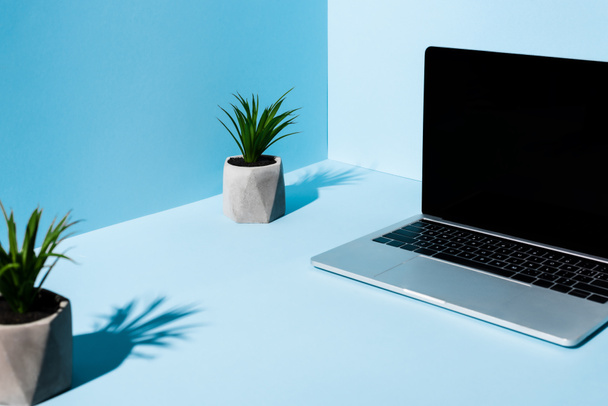 selective focus of modern laptop near green plants on blue background - Photo, Image