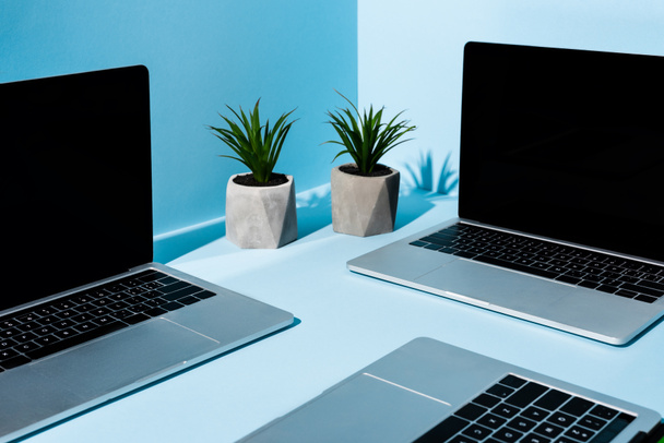 σύγχρονοι φορητοί υπολογιστές κοντά σε πράσινα φυτά σε μπλε φόντο - Φωτογραφία, εικόνα