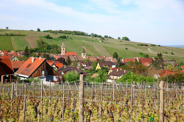 Pohled na Riquewihr z vinic - Fotografie, Obrázek