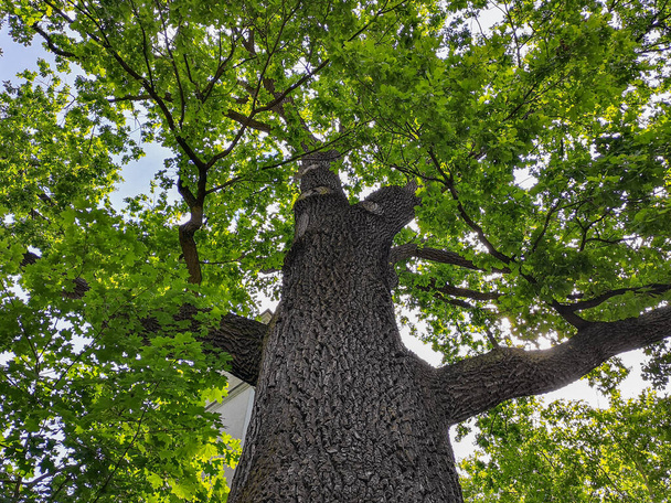 Προς τα πάνω ματιά στο παλιό μεγάλο δέντρο με τεράστιο πράσινο στέμμα - Φωτογραφία, εικόνα