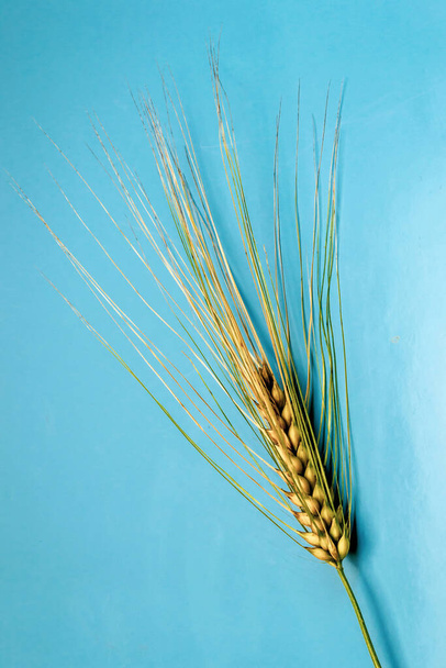 Spikelet of wheat close up, blue background - Photo, Image